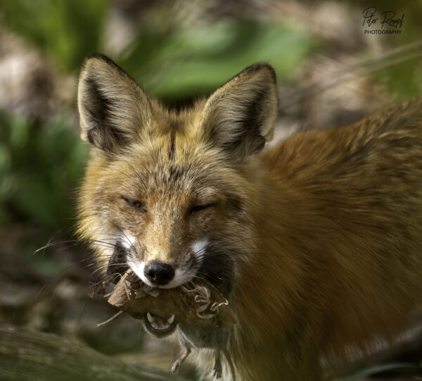 Fox