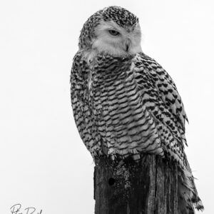 Snowy Owl