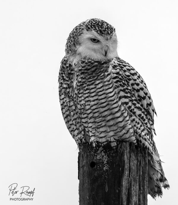 Snowy Owl