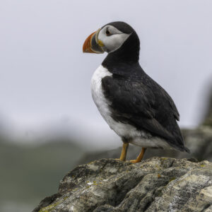 Puffin on cliff
