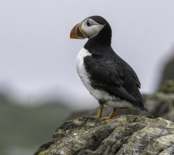 Puffin on cliff
