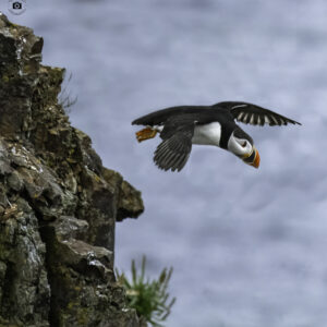Puffin in flight off cliff