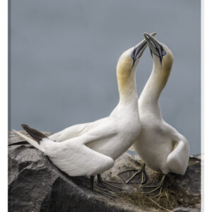 Gannett affection