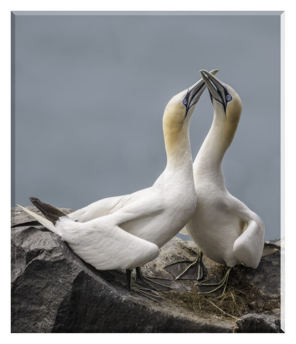 Gannett affection