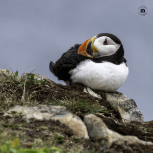 Puffin on the rocks