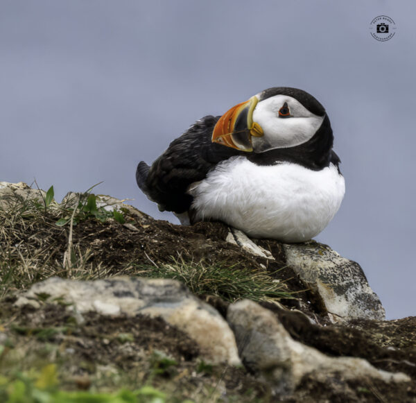 Puffin on the rocks