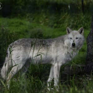 Wolf in the grass