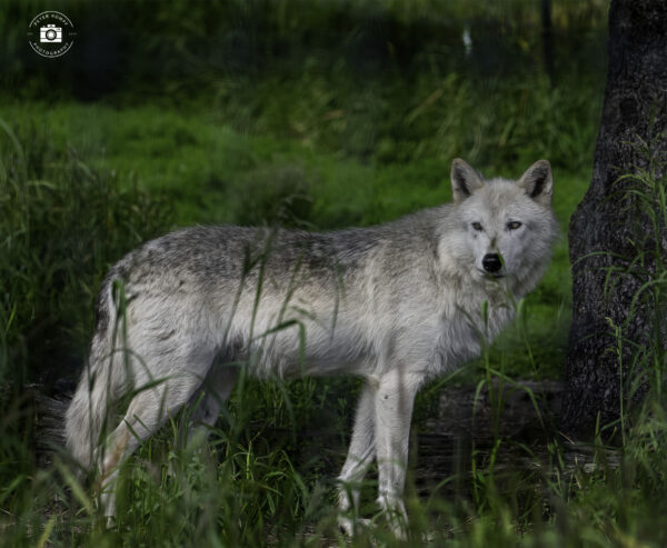 Wolf in the grass