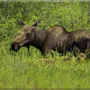 Moose Edge