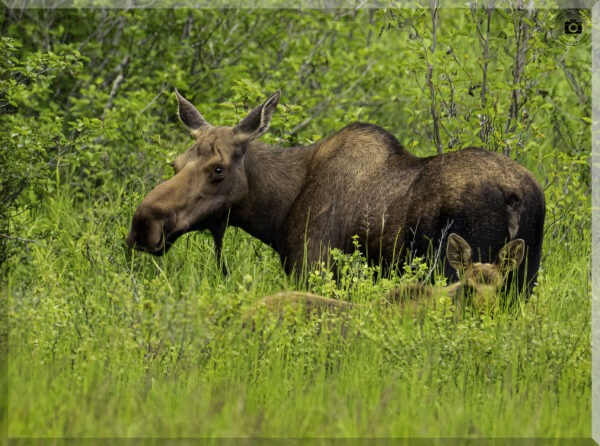 Moose Edge