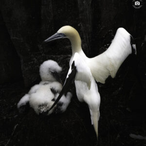 Gannett with chick